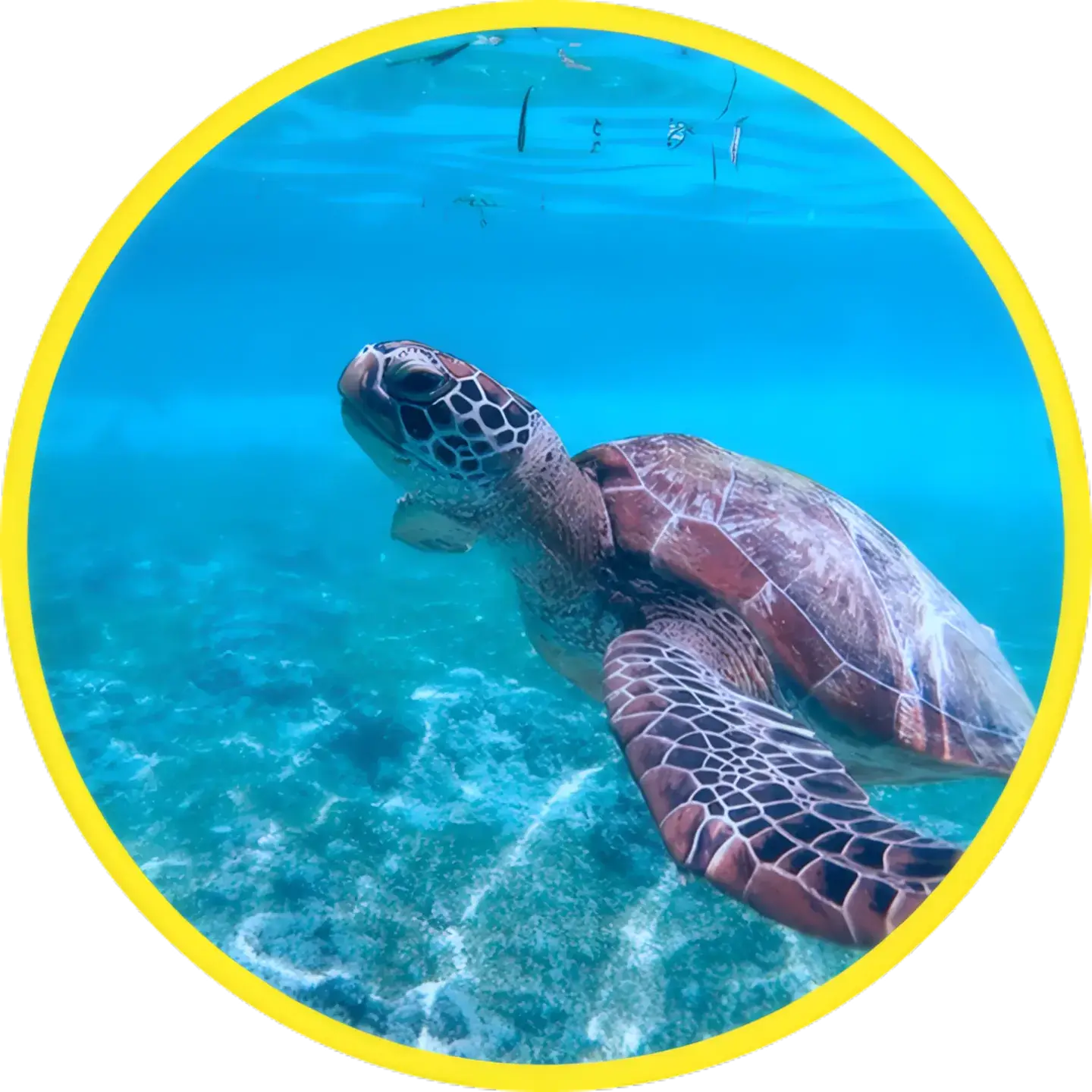 Photo Caminagua Step Paddle. Activité originale Martinique.